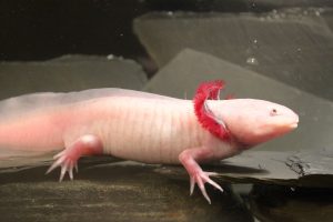 axolotl 