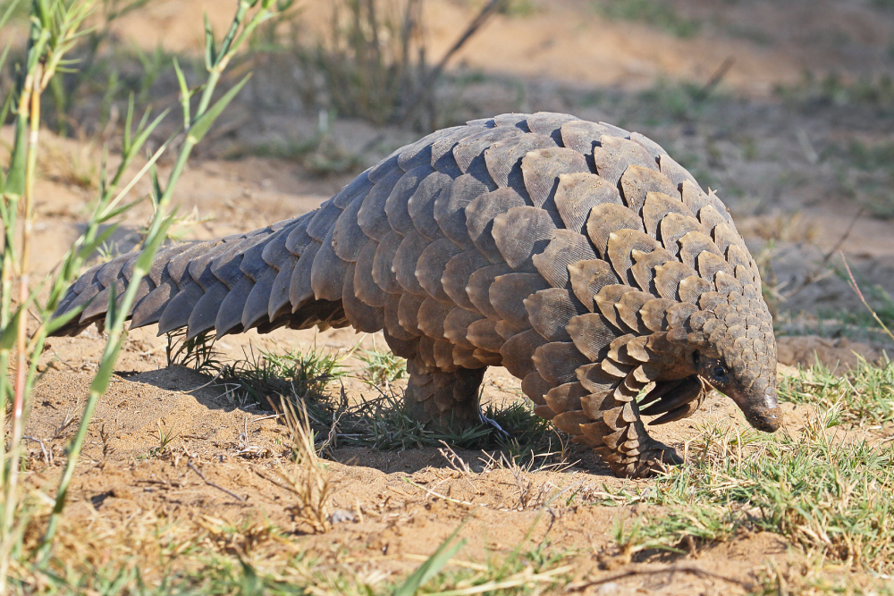 A pangolin forages for insects in Africa.