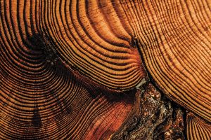 Closeup of red pine tree rings